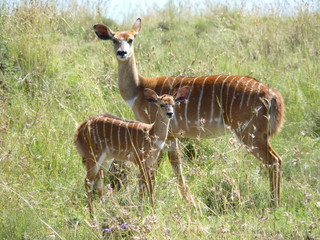 Nyala Mutter mit Baby 1100648