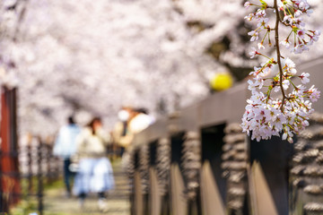 山梨県 勝沼ぶどう郷の甚六桜