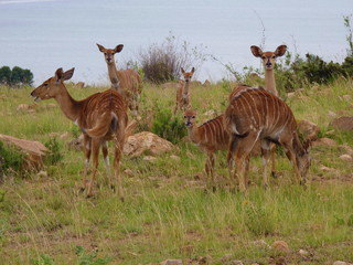 Nyalas 1150486