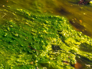 abstract picture with bright green aquatic plants in a bog