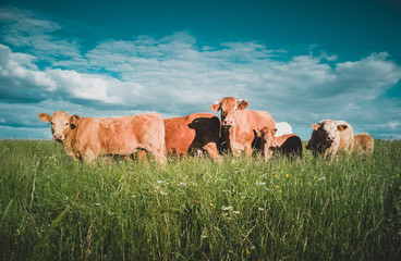 cows in the field