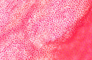 Blur texture of plants cells.