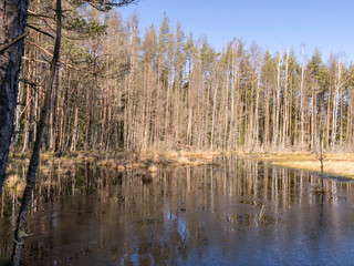Fototapeta na wymiar sunny spring morning landscape with swamp lake