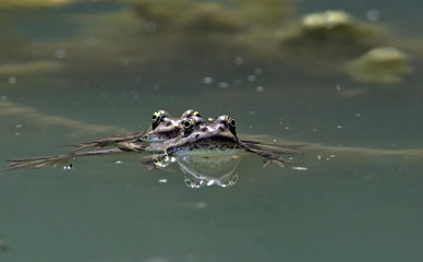 Pelophylax cretensis (Cretan Frog), Greece