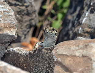 Cretan Wall Lizard - Podarcis cretensis, Crete
