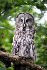 great grey owl