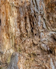 tree bark texture