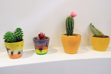 Cactus in colorful pots on a white wall.