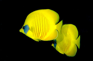 pesce tropicale