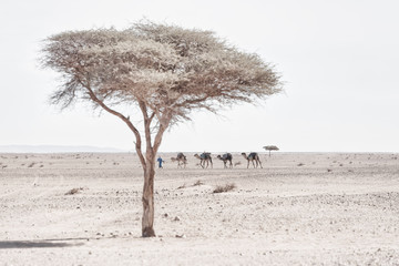 Nomad with camels (dromedary). Barren, arid, stone desert with Acacia trees.