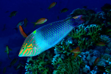 pesce tropicale
