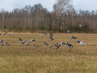 landscape with a field fed by a pigeon herd