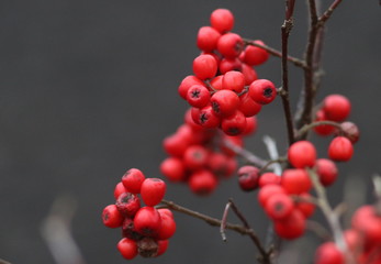 red berries on a bush