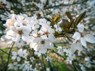 Cherry blossom flower at the beginning of March. Flower background.