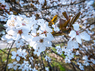 Cherry blossom flower at the beginning of March. Flower background.