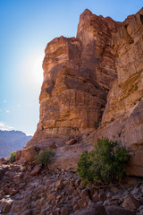 Life near Lawrence spring in wadi rum, Bushes on rock