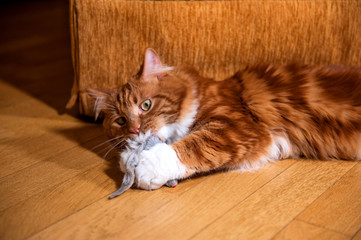A photo of Kurilian bobtail cat