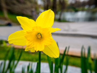 Narcissus flower. Narcissus daffodil flower with blurred background.