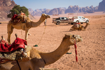 Tourists camels and jeeps in wadi rum desert, animals in the sand desert