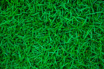 Abstract green nature grass botanic background