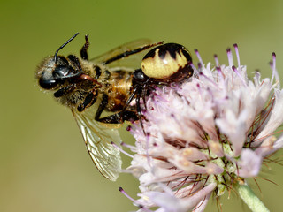 Napoleon spider (Synema globosum) eating honeybee on  knautia flower. Called the Napoleon spider, because of a supposed resemblance of the markings on the abdomen to a silhouette of Napoleon. 