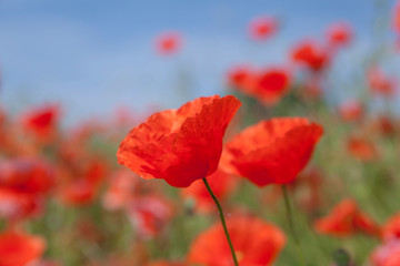 Obraz premium Red wild poppies against the blue sky