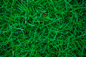 Abstract green nature grass botanic background