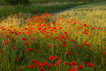 Spring landscape with a field of blooming wild poppies
