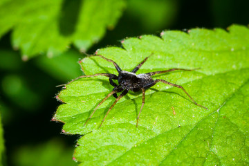 Macro photo d'insectes