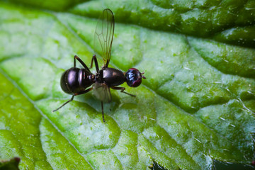 Macro photo d'insectes