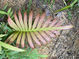 Fototapeta premium Closeup of a pink/green coloured fern leaf.