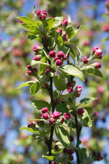 Pink apple tree blossoms on branch on springtime in the orchard on a sunny day. Malus domestica
