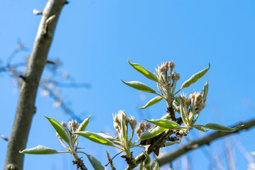 Obraz premium Flowers and leaves on a fruit tree branch against a bright blue sky in a spring orchard. Flowering pear tree close-up.