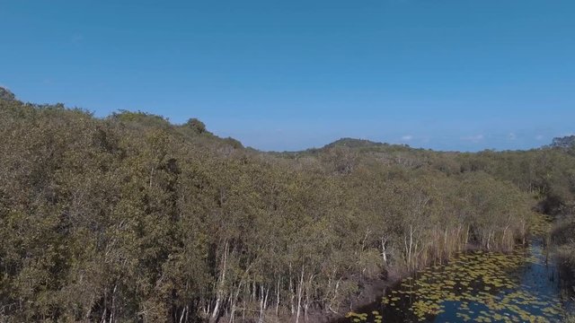 Environment of botanical garden wetland trees and dark water with sun lighting in 4K footage.