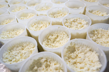 Stage in production of cheese - Forming pressing of cheese mass. Cheese grains about 6 mm in size in molding glasses. Decontamination of the intermediate product. Private small-scale cheese factory..