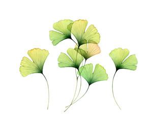 Watercolor gingko leaves set. Transparent green branches collection isolated on white. Hand painted artwork with Maidenhair tree. Realistic botanical illustration for wedding design - 336996969