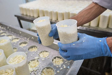 Stage in production of cheese - Forming pressing of cheese mass. Cheese grains about 6 mm in size in molding glasses. Decontamination of the intermediate product. Private small-scale cheese factory..