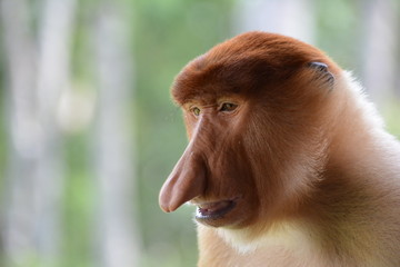 Fototapeta premium close up of a young baboon