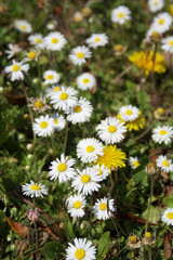 Fototapeta premium Common daisies flowers. Bellis perennis plant in bloom on springtime 