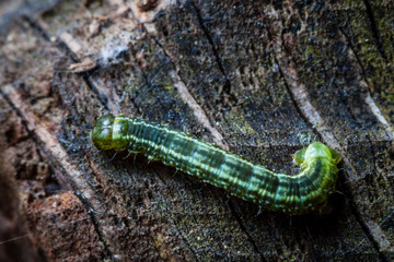 Macro photo d'insectes