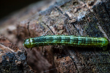 Macro photo d'insectes