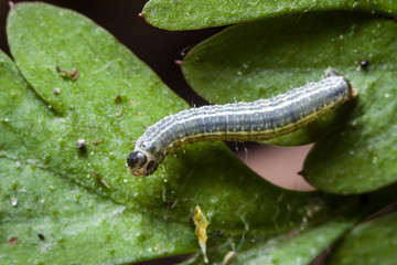 Macro photo d'insectes