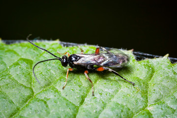 Macro photo d'insectes