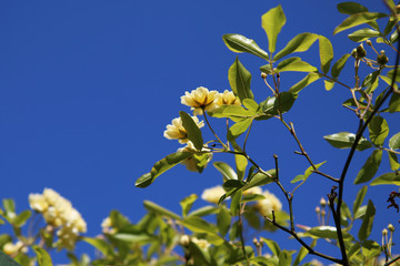 Arbusto di rosa rampicante, in primavera, con fiori giallo pallido a mazzetti appena sbocciati, che si stagliano sull&rsquo;azzurro intenso del cielo, primo piano