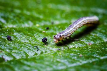 Macro photo d'insectes