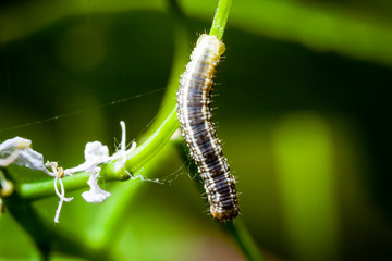 Macro photo d'insectes