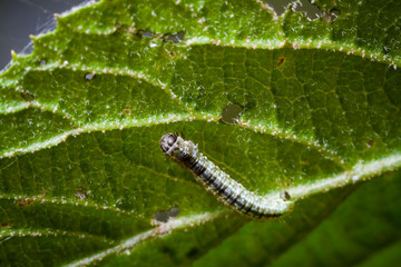 Macro photo d'insectes