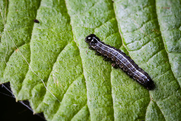 Macro photo d'insectes