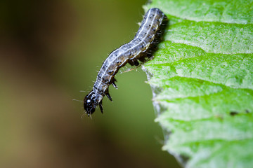 Macro photo d'insectes