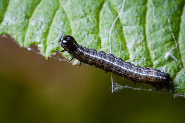 Macro photo d'insectes